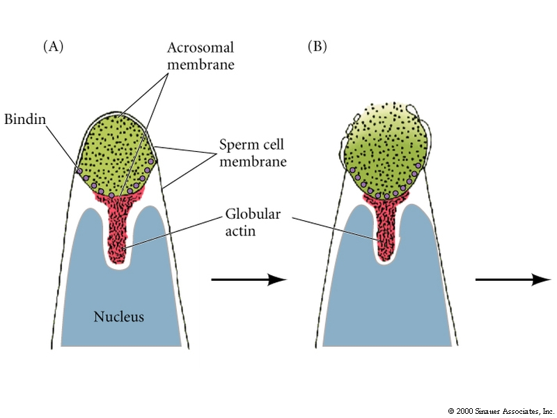 Developmental Biology 3230